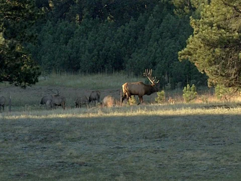 Long Range Big Bull Elk Answering and Headed Towards an Unseen Challenger Stock Footage 125480935