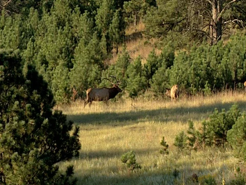 Long Range Shot of a Big Bull Elk Bugling and Going to Meet a Challenger Stock Footage 125481151