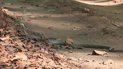 A long rat snake moves slowly on the forest floor of a bandhavgarh national park Stock Footage 341845535