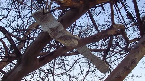 Long Receipt Caught in a Tree Video stock 255095656