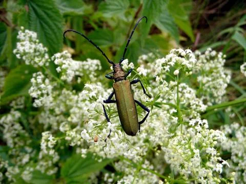 Long red beetle Stock Photos