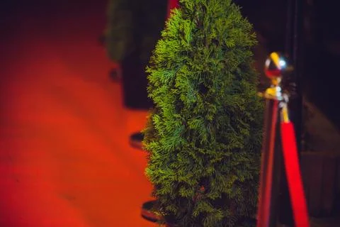 Long red carpet between rope barriers on entrance. Stock Photos
