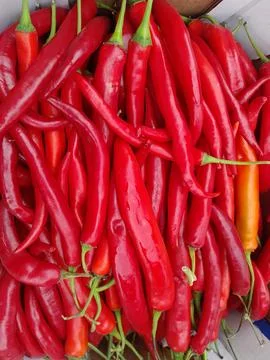 Long red chilli pepper spicy vegetable food Fotos Stock