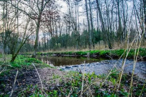 Long river at sunset with a bloom tree Stock Illustration