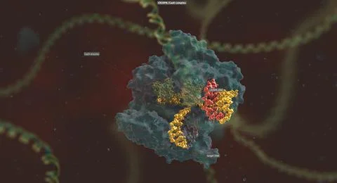 The long RNA backbone binds to the DNA, and the predesigned sequence guides C Illustrazione stock
