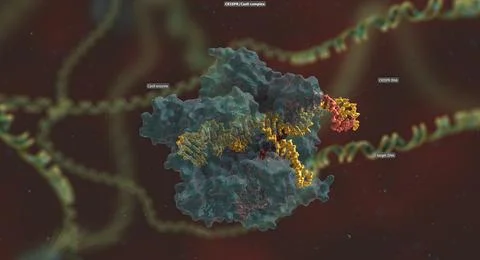 The long RNA backbone binds to the DNA, and the predesigned sequence guides C Illustrazione stock
