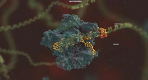 The long RNA backbone binds to the DNA, and the predesigned sequence guides C Illustrazione stock