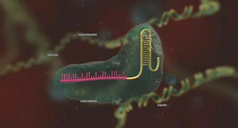 The long RNA backbone binds to the DNA, and the predesigned sequence guides C Illustrazione stock