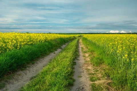 A long road between fields of yellow rapeseed Stock Photos