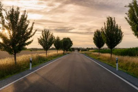 Long road between trees and fields at sunset Stock Photos
