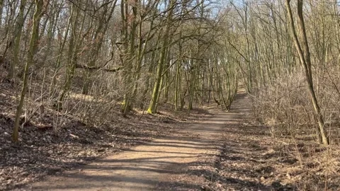A long road in the middle of the forest Stock Footage 304609092