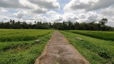 Long Road Through Rice Fields – Morning Ride in Yogyakarta Countryside Stock Footage 320892276