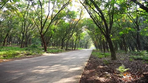 Long roads in the autumn forest  Stock-Footage 136885669
