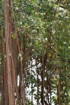 The long root of banyan tree at the thai temple Stock Photos