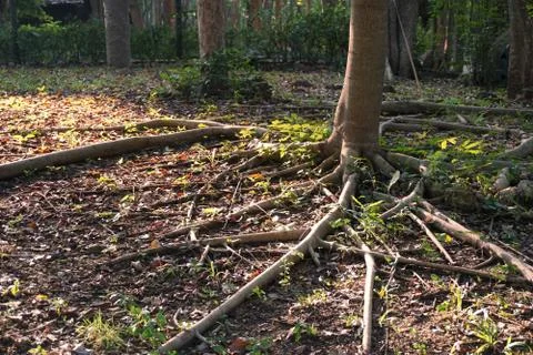 Long root tree cover on the ground Stock Photos
