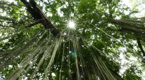 Long roots hang down from banyan tree, sun flicker through dence crown Stock Footage 52342051