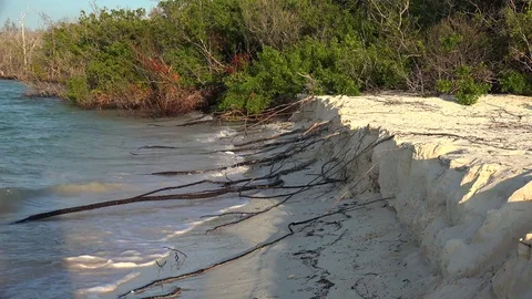 Long roots of mangrove trees  through the sandy shore submerged in sea. Stock Footage 71037263
