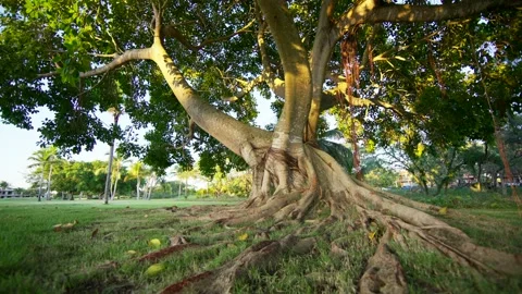Long roots of an old branching tree. Stock Footage 169135586