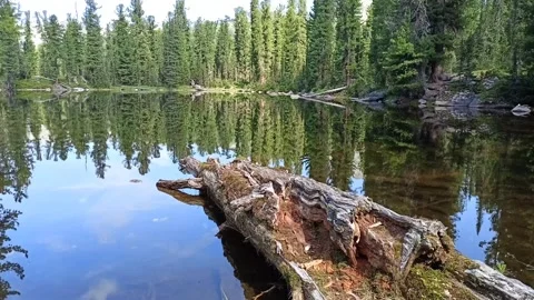 A long rotten log lies on the surface of a beautiful lake Stock Footage 280527815