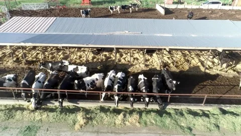 A Long Row of Black and White Dairy Cows at a Modern Milk Factory. Holstein Stock-Footage 265873571