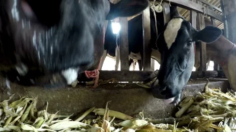 A Long Row of Black and White Dairy Cows at a Modern Milk Factory. Holstein Video stock 265879975