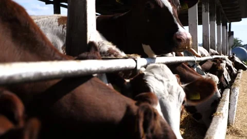 Long row of cattle chewing fodder at milk factory. Well-groomed cows eating hay Stock Footage 327158624