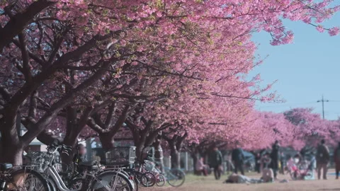 Long row cherry blossom trees in full bloom stretches through Japan park. Stock Footage 338242217