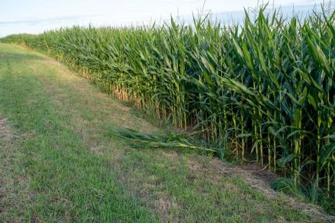 Long row of corn crop angles across green grass with copy space Stock Photos