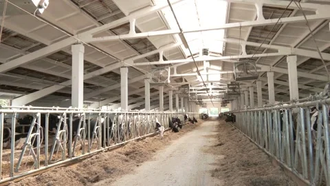 Long row of cows sticking their heads out bars of stable to feed Stock Footage 290066252