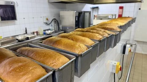 A long row of warm white bread loaves in baking tins Stock Photos