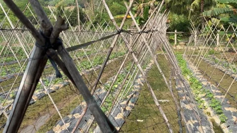 Long rows of bamboo supports stand along planted beds for climbing vegetables Stock-Footage 334939793