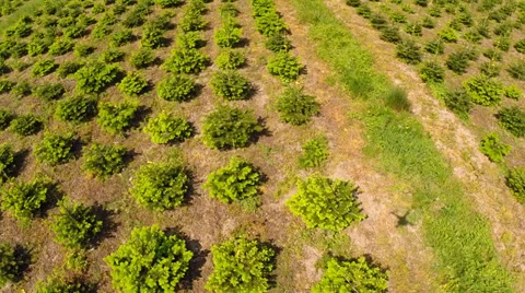 Long rows of christmas trees Video stock 38690694