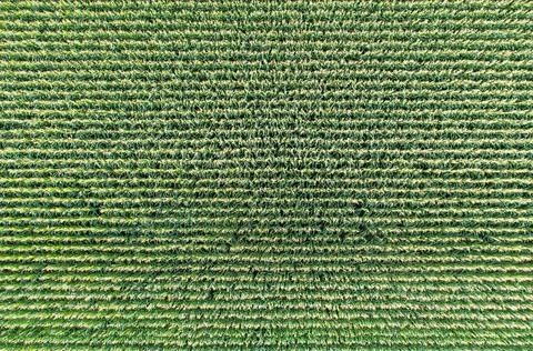 Long rows of corn Stock Photos