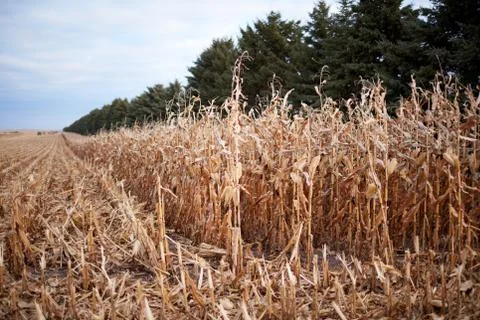 Long rows of dry maize plants during harvesting Foto stock
