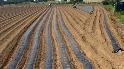 Long rows of farmland prepared with black plastic mulch for crop planting Stock Footage 341475700