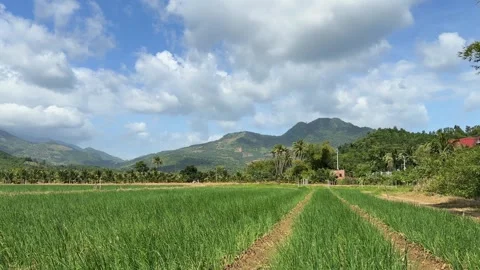 Long rows of green onion run across farmland with rural countryside hills and Stock Footage 328024837