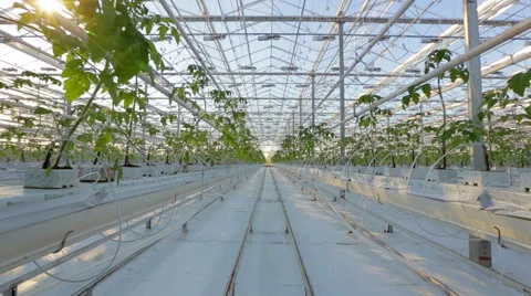 Long rows of green plants in a huge glasshouse Video stock 55785605