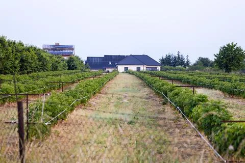 Long rows with green raspberry bushes near the house, many raspberry bushes i Stock Photos