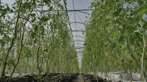 Long rows of growing tomato bushes in greenhouse Stock Footage 145224520
