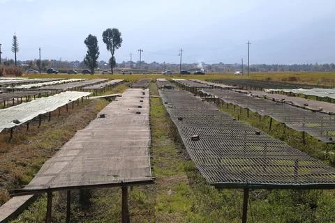 Long rows of raised mesh drying racks in an open field with mountains beyond Фото