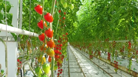 Long Rows of Ripe Tomatoes Inside Commercial Greenhouse Stock-Footage 346172120