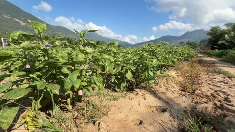 Long rows of round eggplants extend across an agricultural field toward distant Видео 333911364