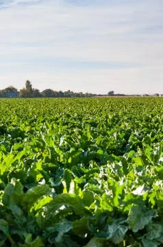 Long rows of sugarbeets in the bright sunlight Stock Photos