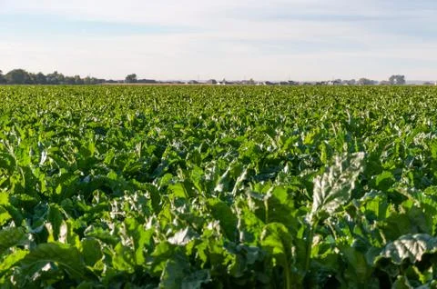Long rows of sugarbeets in the bright sunlight Stock Photos