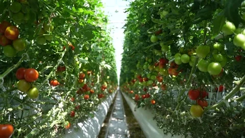 Long rows of tomato vines with red and green fruits in sunlit modern greenhouse Stock Footage 320400192