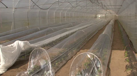 Long rows of tomatoes in the greenhouse Stock-Footage 36979637