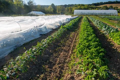 Long rows of vegetables and white fabric garden row covers Stock Photos