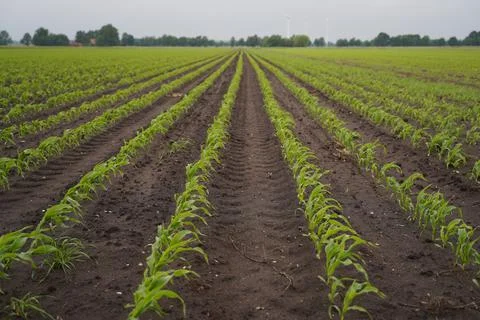 Long rows of young corn in a field Stock Photos