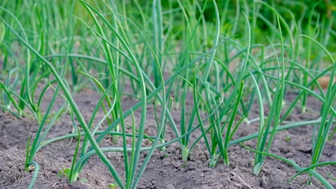 Long rows of young onion plants growing across cultivated garden bed during Stock Footage 345332056