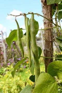 Long runner beans hanging from the vine Stock Photos